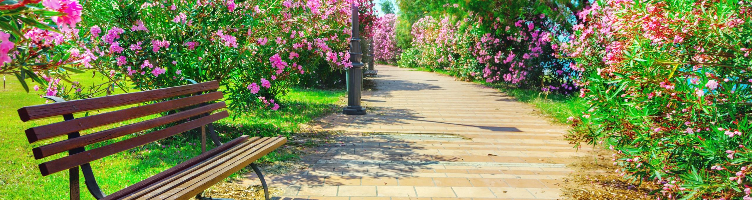 Parks--image of walkway with flowering bushes through a park
