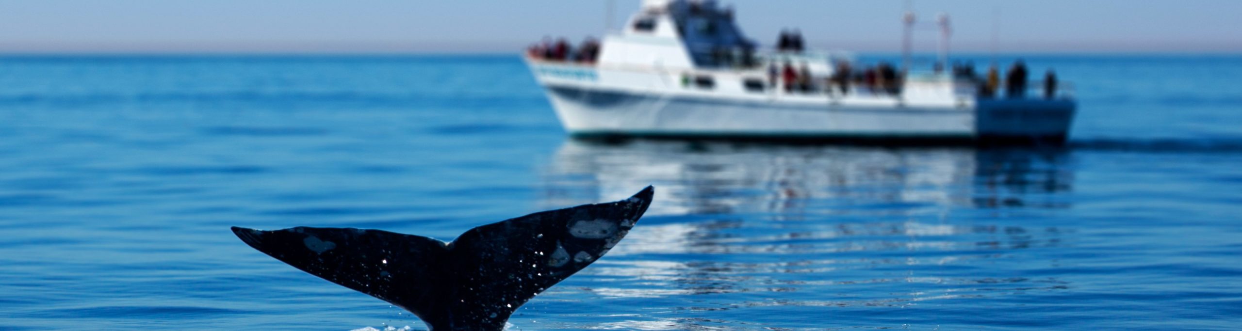 Sightseeing--image of boat and whale fluke